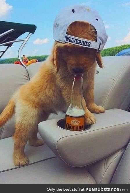 Frat Pup