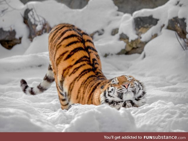 Just cute russian tiger