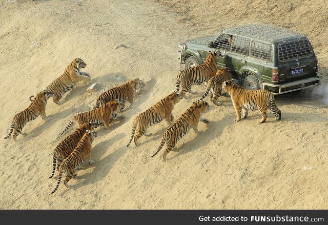 Delivering food to Siberian tigers