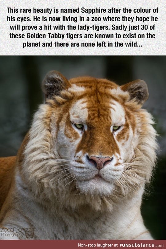 Unique golden tabby tiger