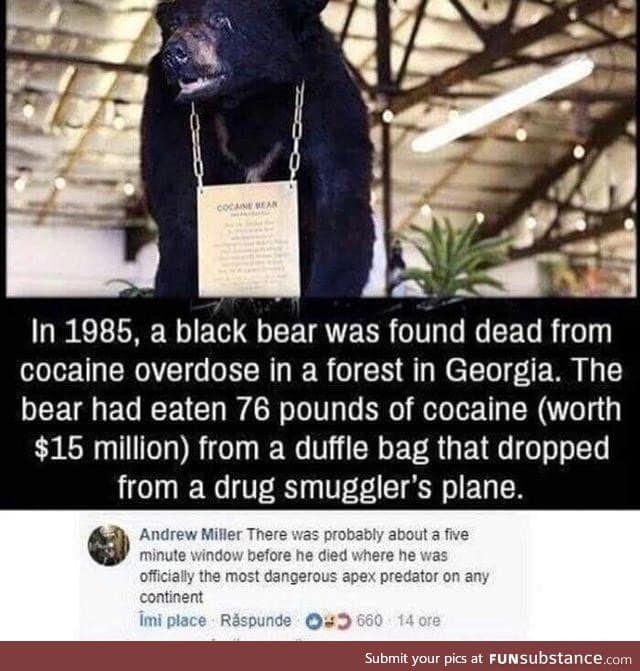 Bear