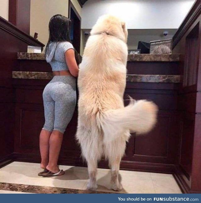 Big doggo