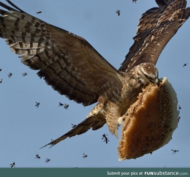 Hawk gives zero f*cks