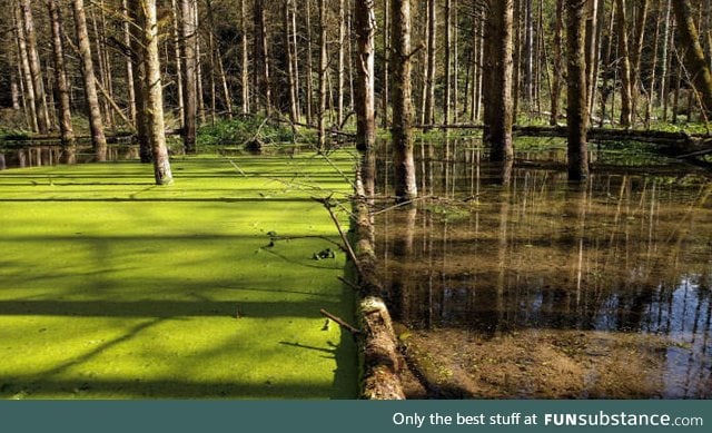 Fallen tree holding back duckweed