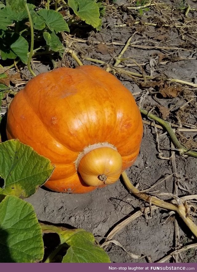 Where do baby pumpkins come from?