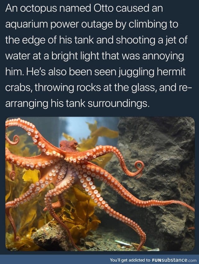 Octopussy