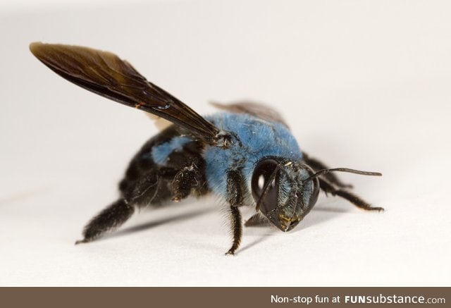 Not all bees are yellow. Here's a Blue Carpenter Bee