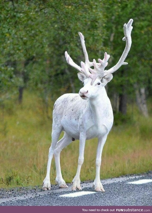 Rare white reindeer in Sweden.