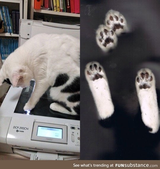 Cat scan