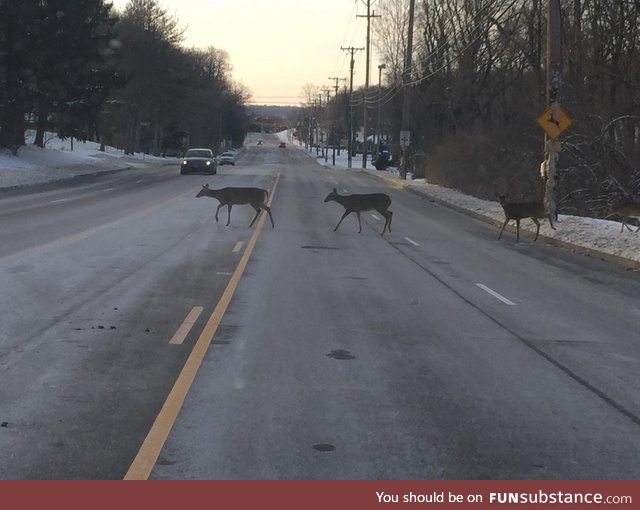 Deers actually crossing at a deer sign