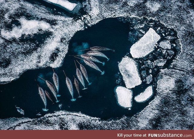 This herd of narwhales