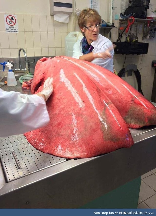 Horse lungs