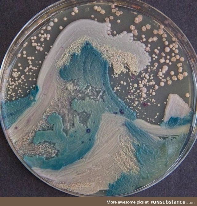 The Wave - painted from bacteria (agar art)