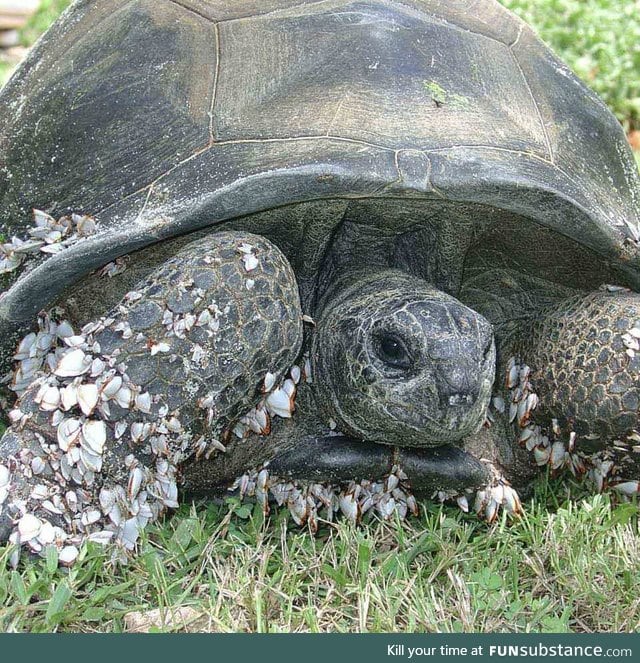 This tortoise floated 460 miles across the ocean before washing up on land