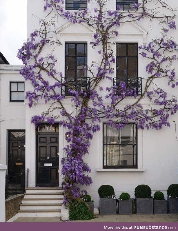 Wisteria plant growing on a white wall