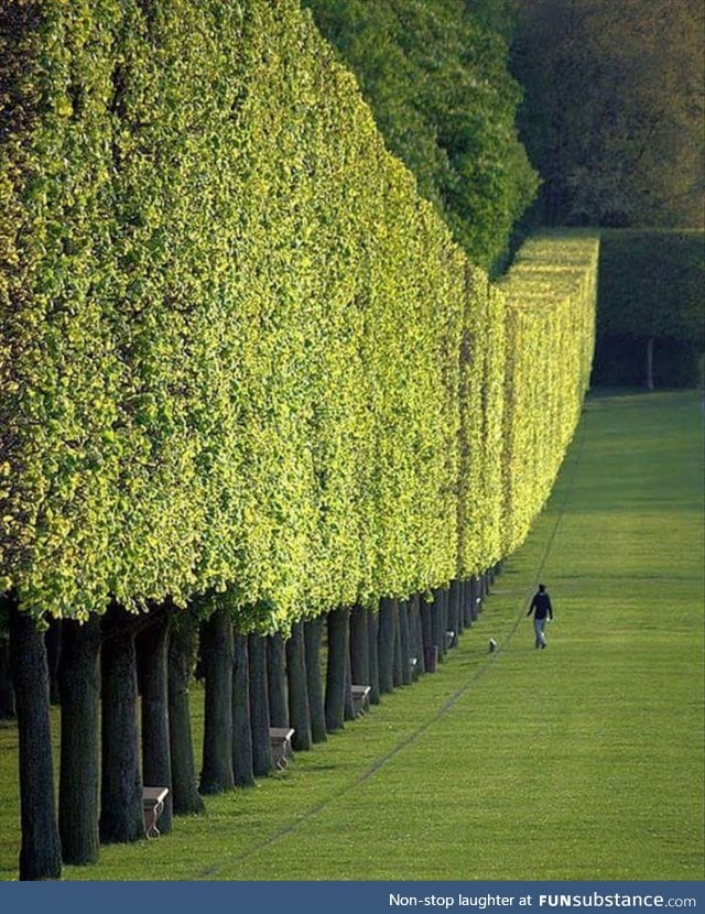 Wall of trees