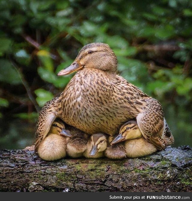 Mama duck