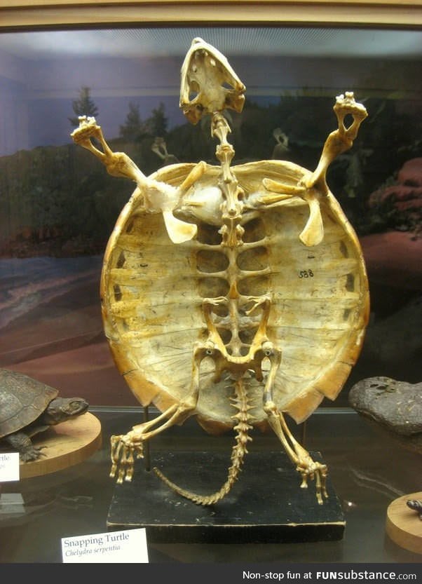 This is why turtle cannot come out from its shell