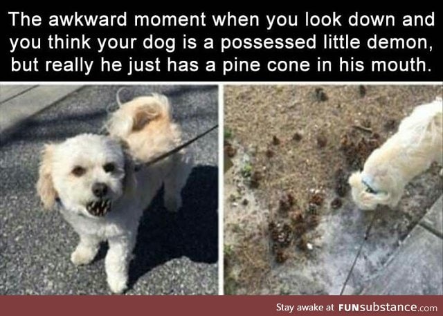 Doggy prank.