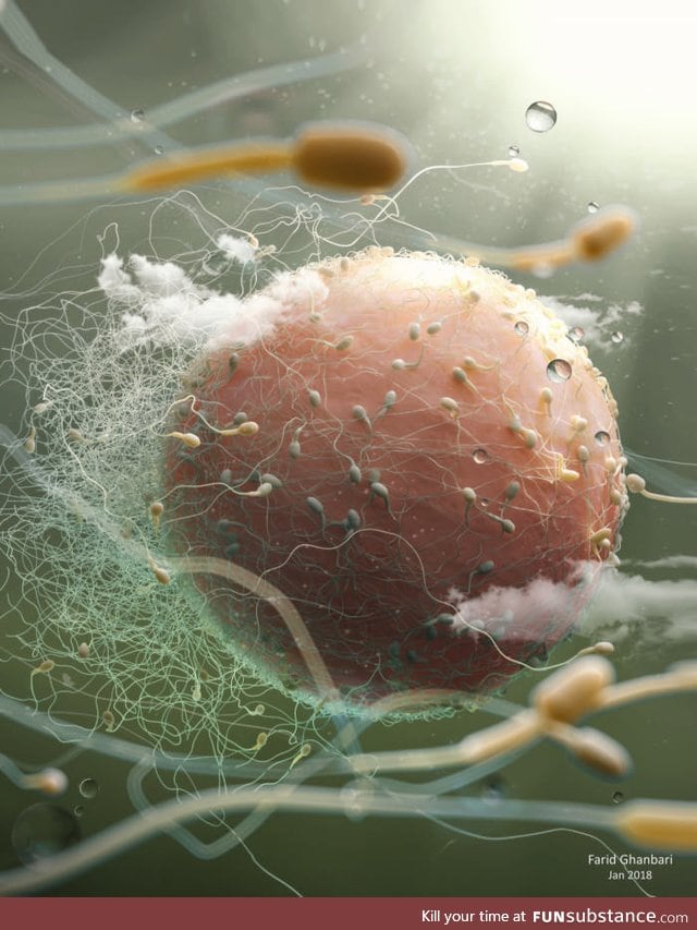 Sperm and Egg