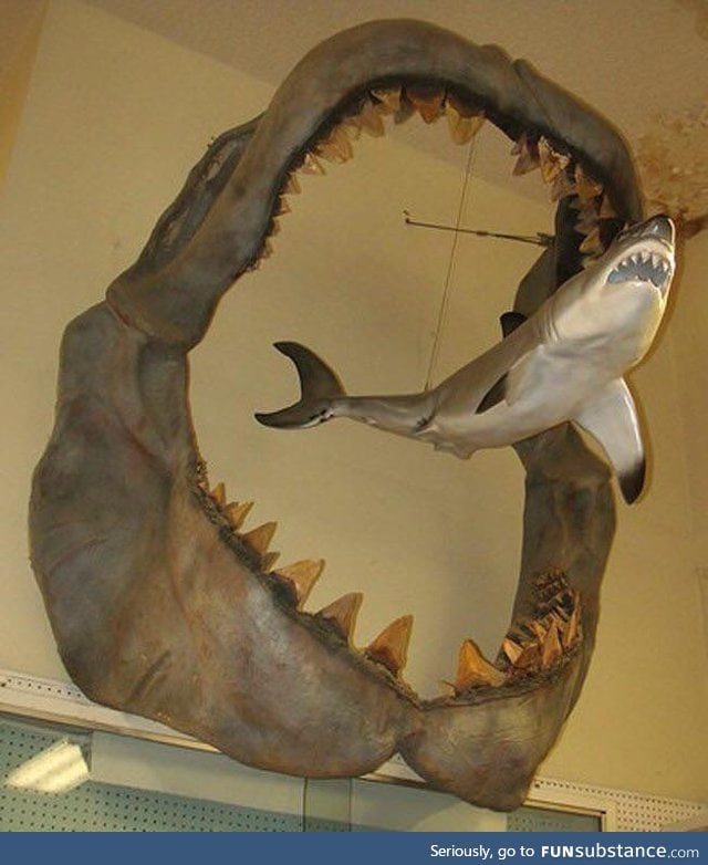 A comparison showing the size of an ancient Megalodon compared to a modern day Great