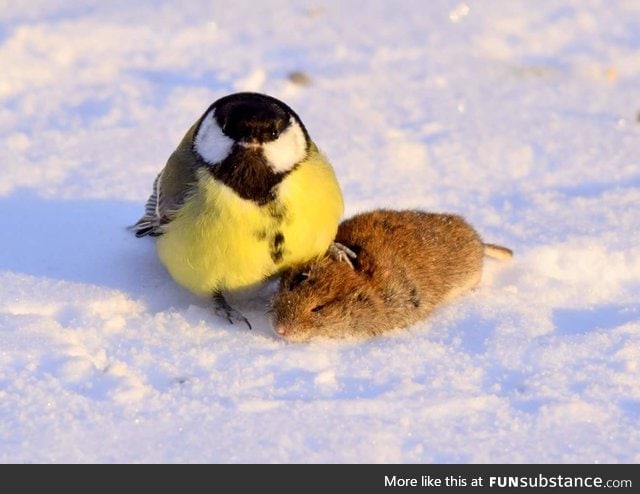 some Birds are hunting mouses & eat their brains