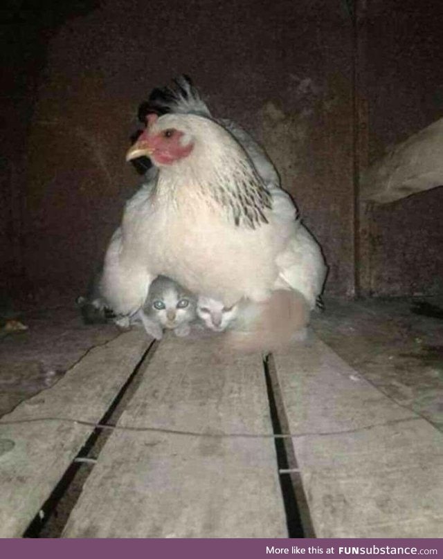 A hen taking care of two stray kittens during a storm