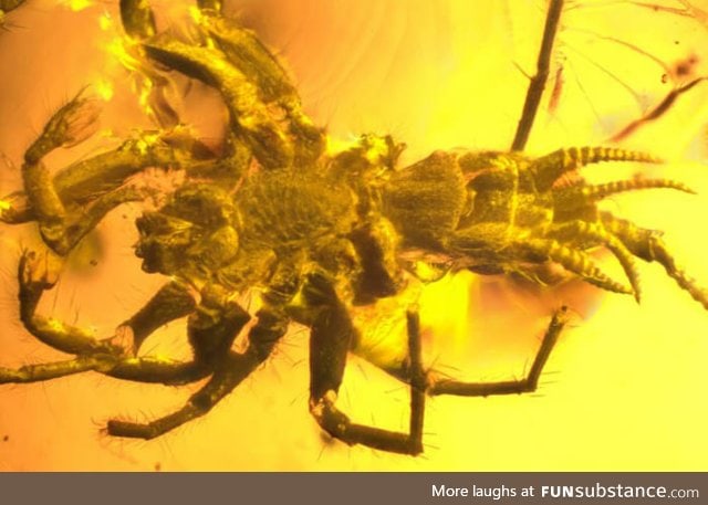 Prehistoric demon looking Spider soul trapped in amber