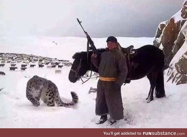 Forget a sheep dog, I want a sheep snow leopard.