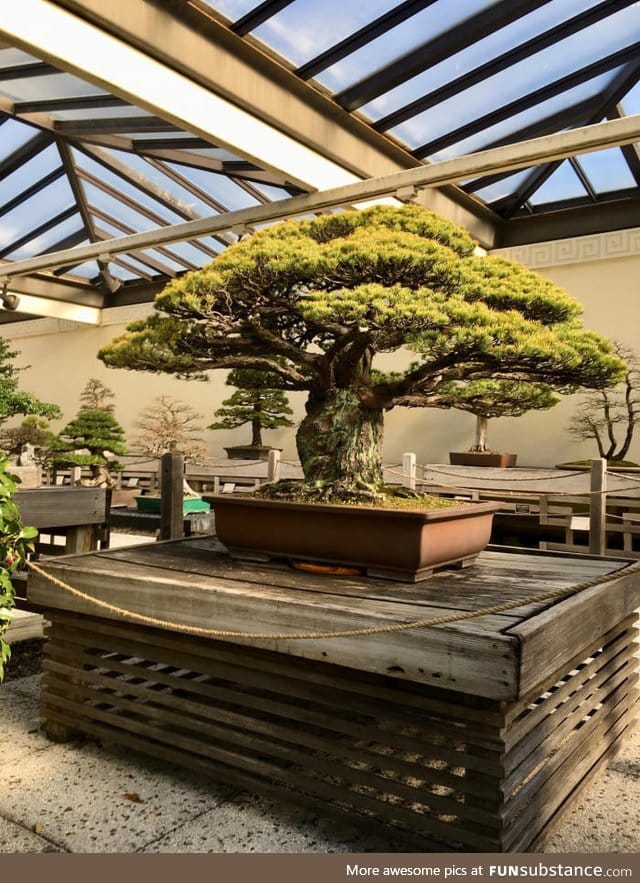 This 400 yr old bonsai survived the bombing of Hiroshima, despite being 2 miles away