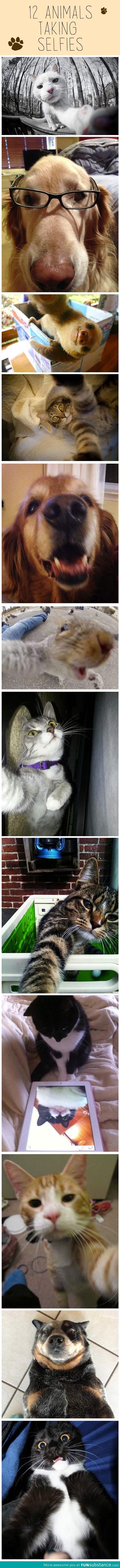 Pets taking selfies