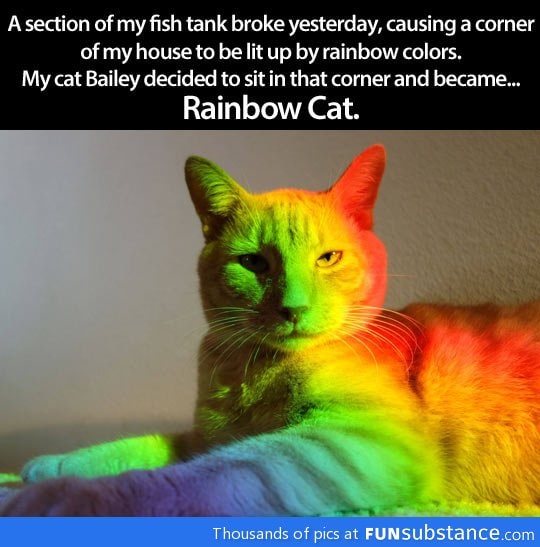 Rainbow cat