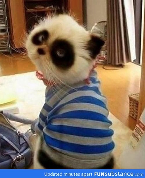 Panda cats are better than regular cats