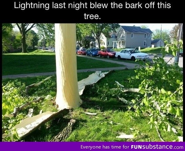 Tree vs lightning