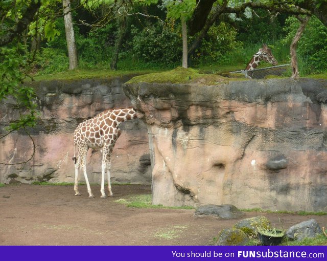 These two giraffes lined up just right