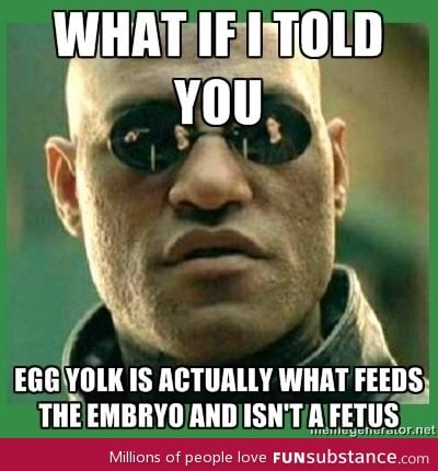 The egg yolk is not the fetus