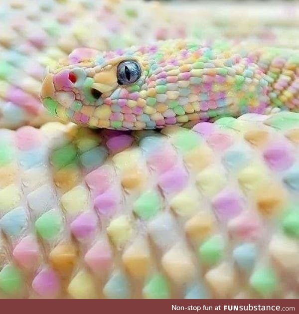 Rainbow snek