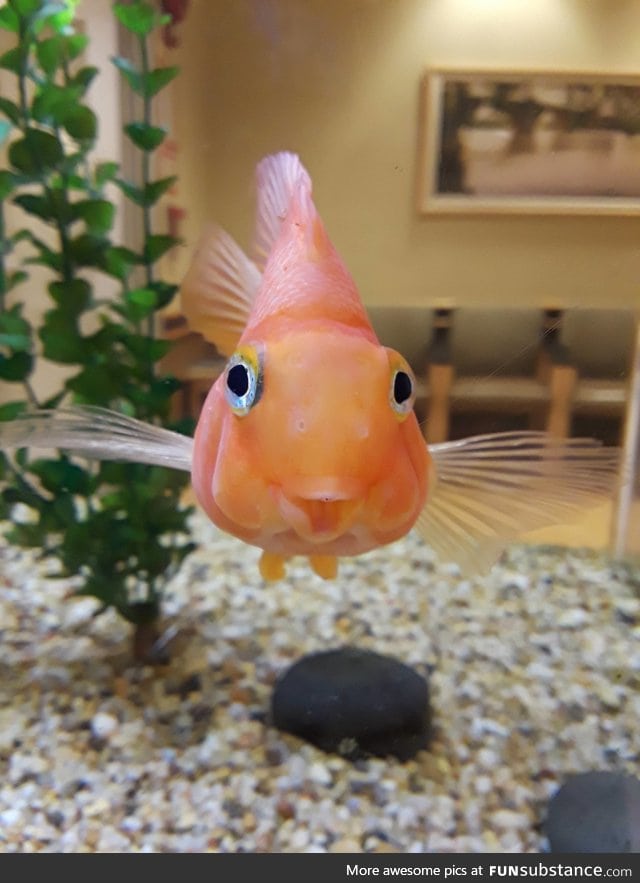 Meet the happiest little fish!