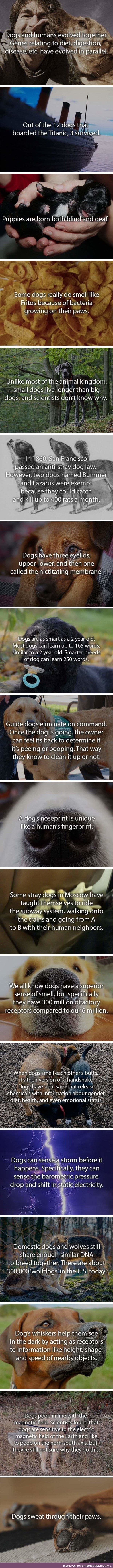 Doggo facts