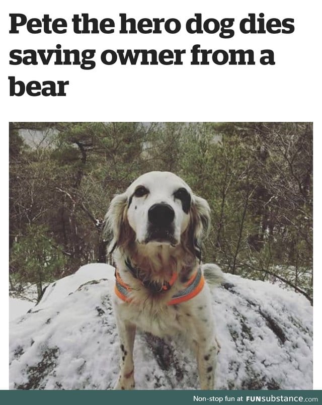 Brave Pupper :'(