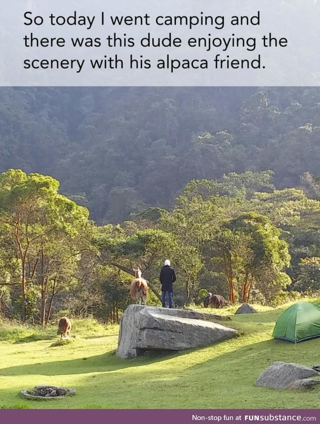 But where is my alpaca friend