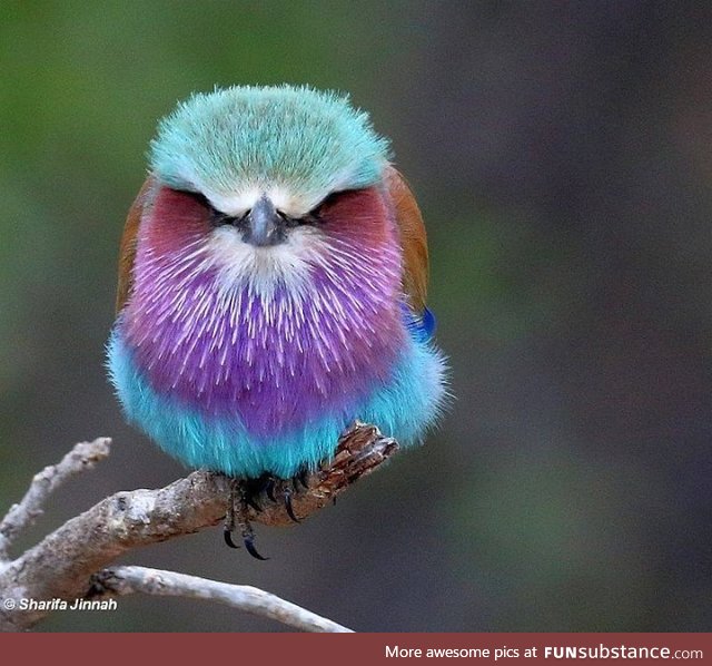 Lilac breasted Roller