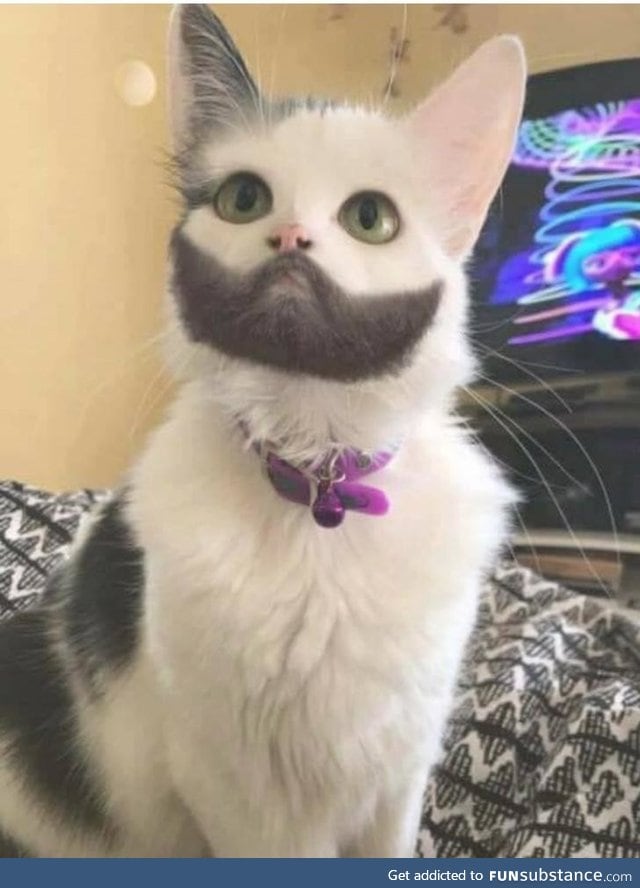 The bearded gato