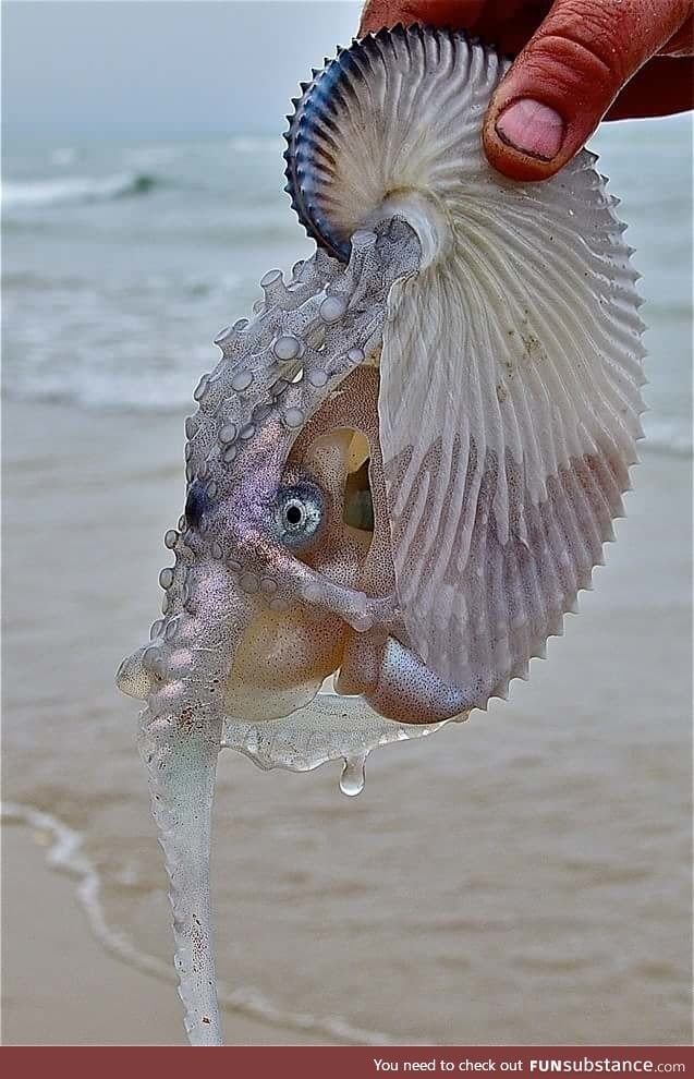 Argonaut aka Paper Nautilus