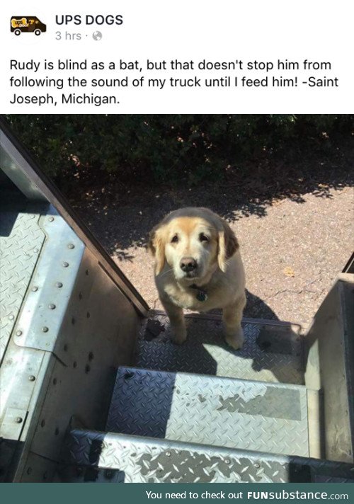 UPS drivers post about pets they come across