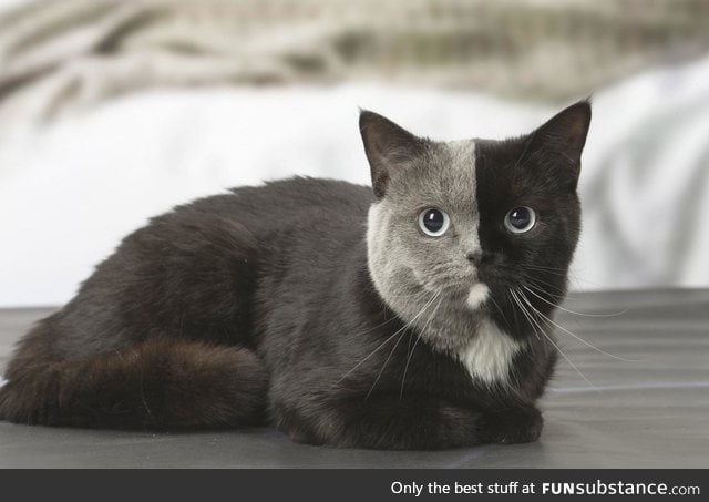 PsBattle: This cat with a bi-colored face