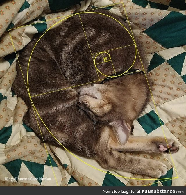 Mathematically purrfect