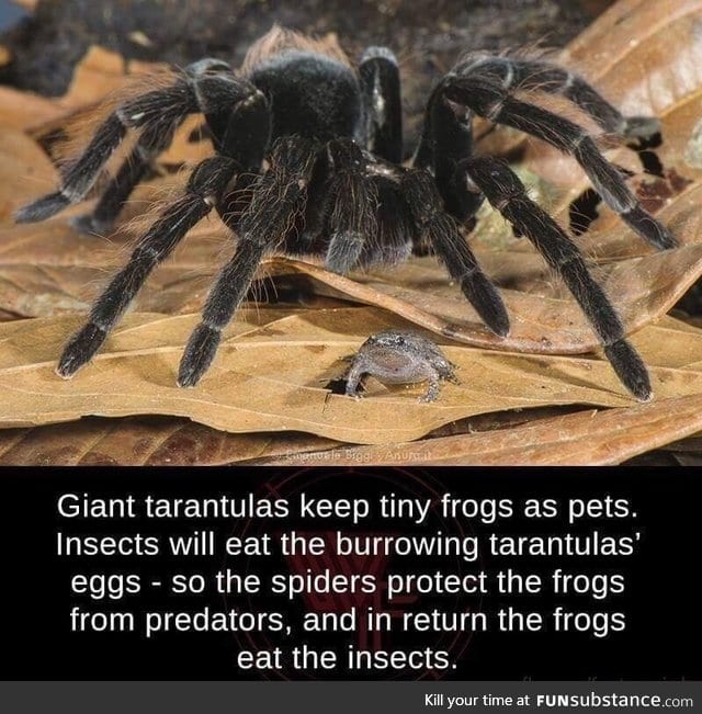 Tarantulas keeps frogs as pets