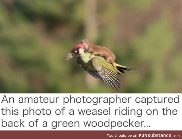 Weasel riding a Woodpecker