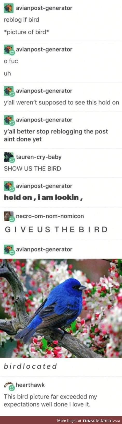 Birb A C T I V A T E D